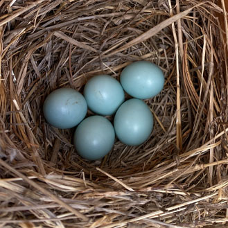 Citizen Science Center