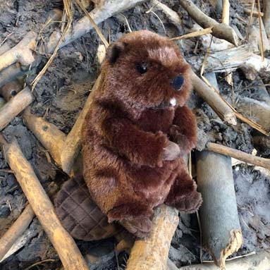 Bart the Beaver
